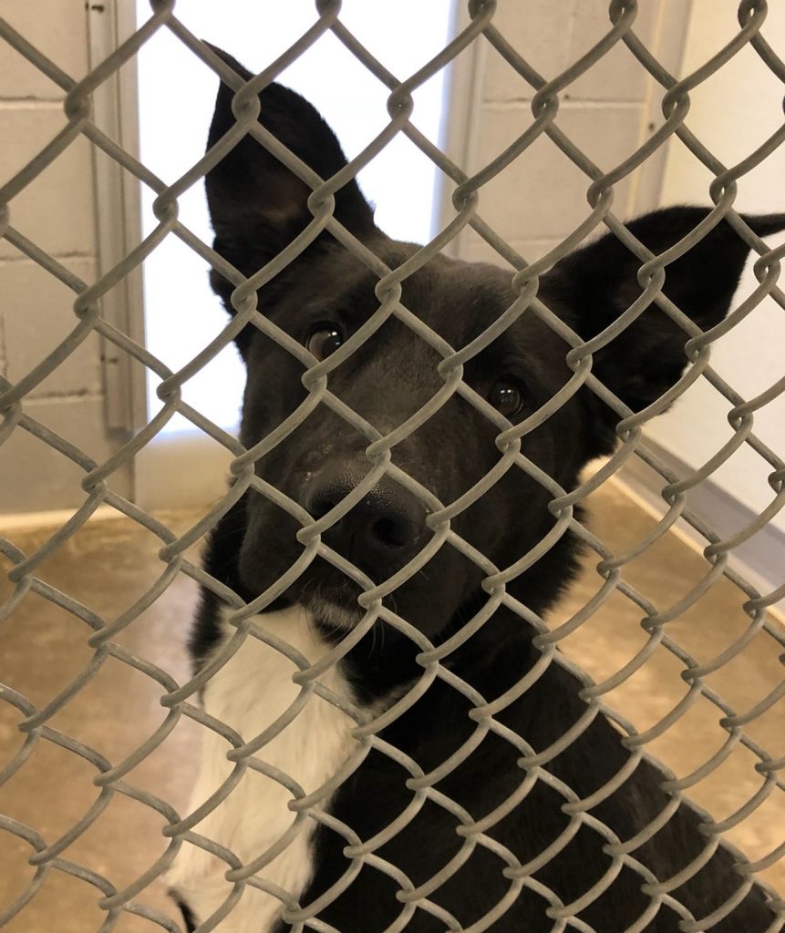 Lost Pets Johnson County Animal Shelter